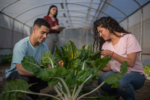 Estudiantes de la carrera universitaria de Técnico de Nivel Superior Agrícola UDLA poniendo en práctica en terreno lo que es la producción de cultivos