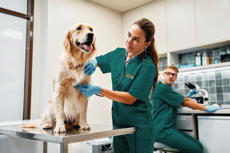 Medicina Veterinaria - Continuidad