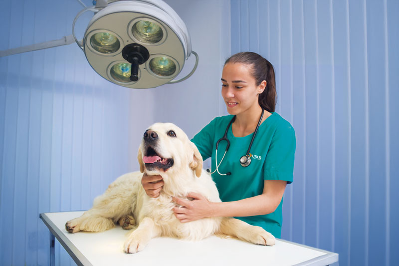 Medicina Veterinaria - Continuidad