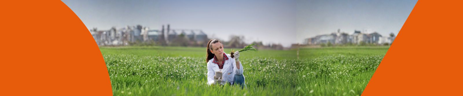 Una ingeniera agrónoma o investigadora en bata blanca examina una planta joven con raíz directamente en un cultivo verde de campo.