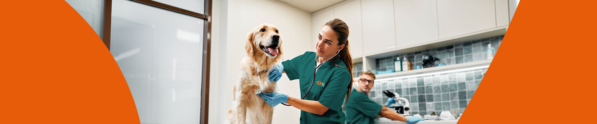 Una veterinaria con uniforme verde examina con un estetoscopio el pecho de un perro Golden Retriever en un consultorio moderno, mientras un asistente trabaja al fondo.